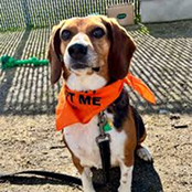 Beagle wearing an orange bandana sitting outdoors