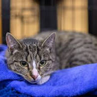Tabby cat resting on a blue blanket