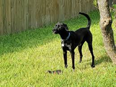 Black dog standing on grass in a backyard